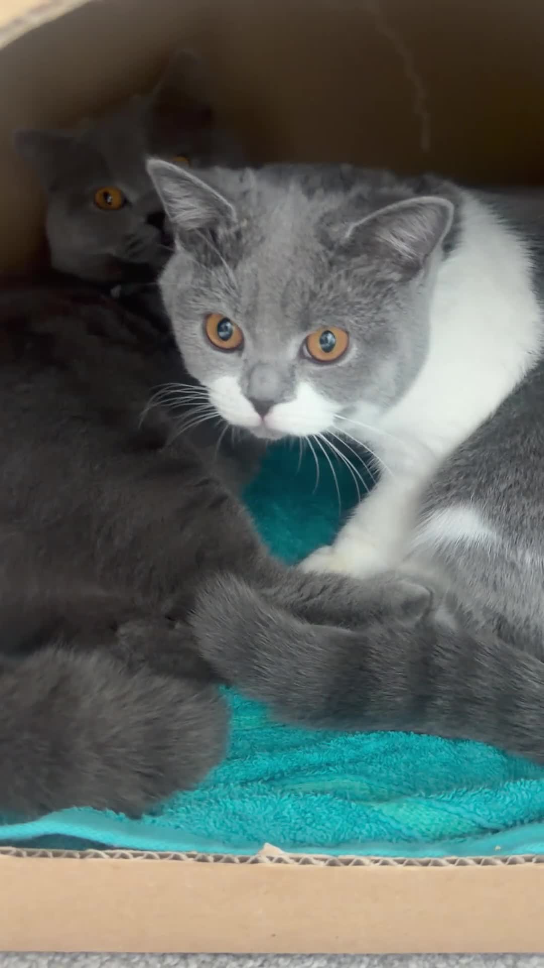 British Shorthair cats for sale: pedigree kittens  in London - Video 1