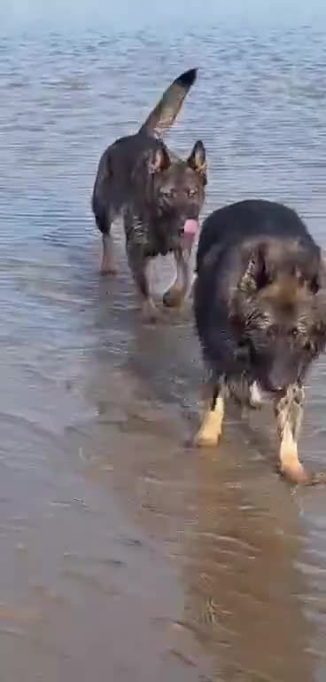 German Shepherd dogs for stud: German shepherd for stud  in Bexhill-on-Sea - Video 2