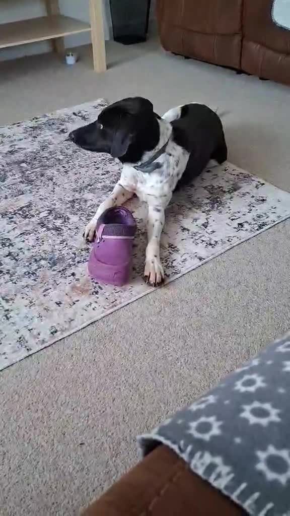 Mixed Breed dogs for adoption: Stratos ! ❤️ a Cypriot sweetheart  - Video 3