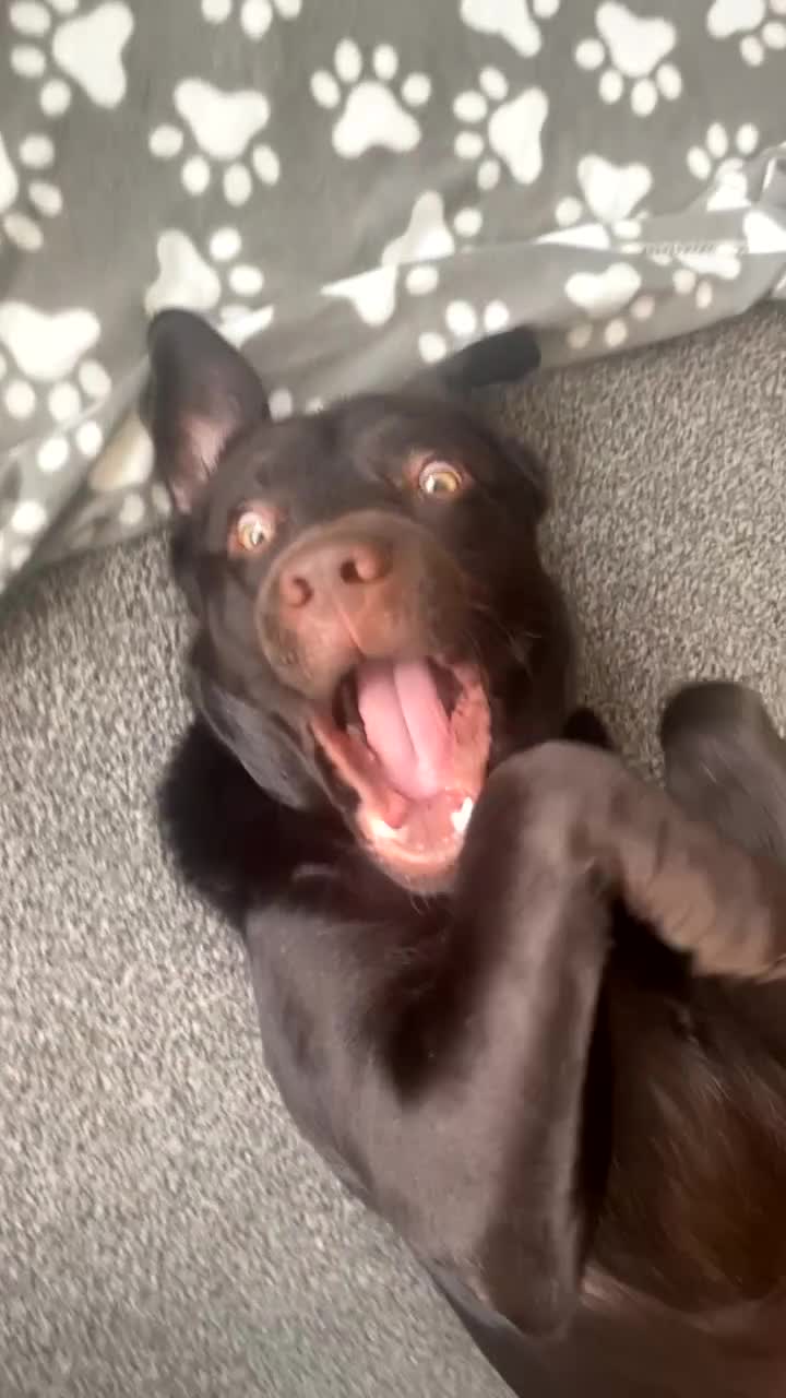 Labrador Retriever dogs for stud: KC Registered Chocolate Labrador Retriever  in Renfrew - Video 1
