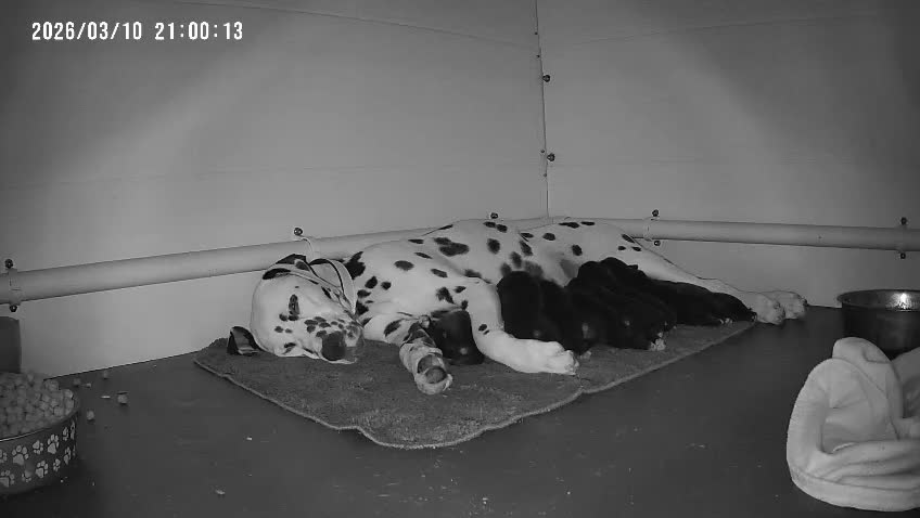 Mixed Breed dogs for sale: Golden retiver x dalmation in Manchester - Video 1