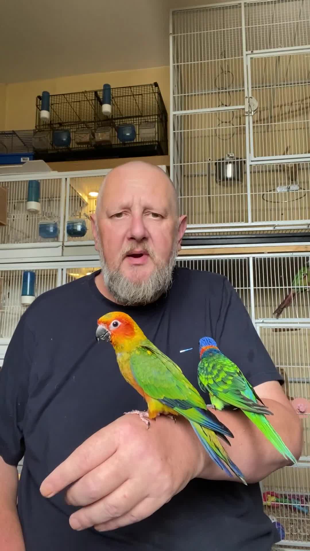 Lories birds for sale: Red collared lorikeet hand raised and silly tame  - Video 1