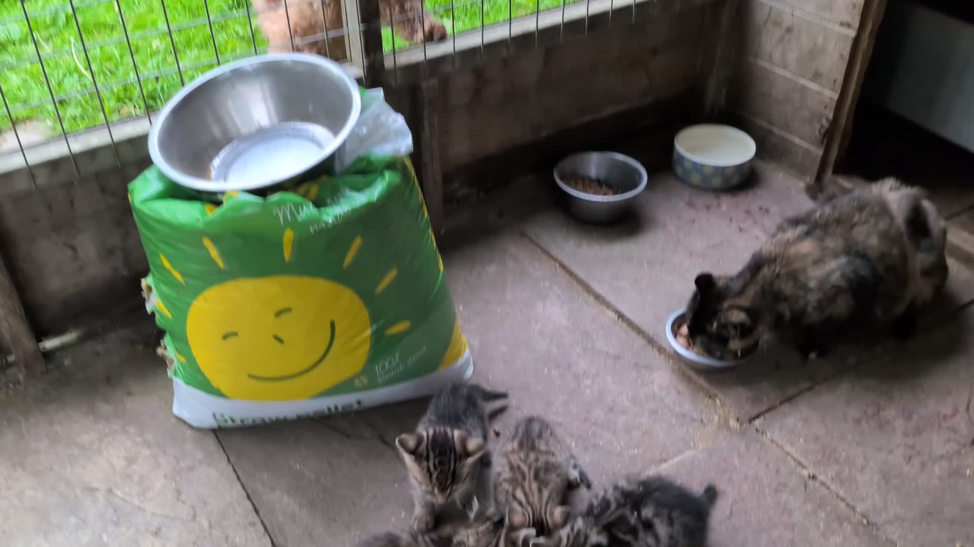 Mixed Breed cats for sale: Ready to leave... Gorgeous Bengal X Kittens - Video 2
