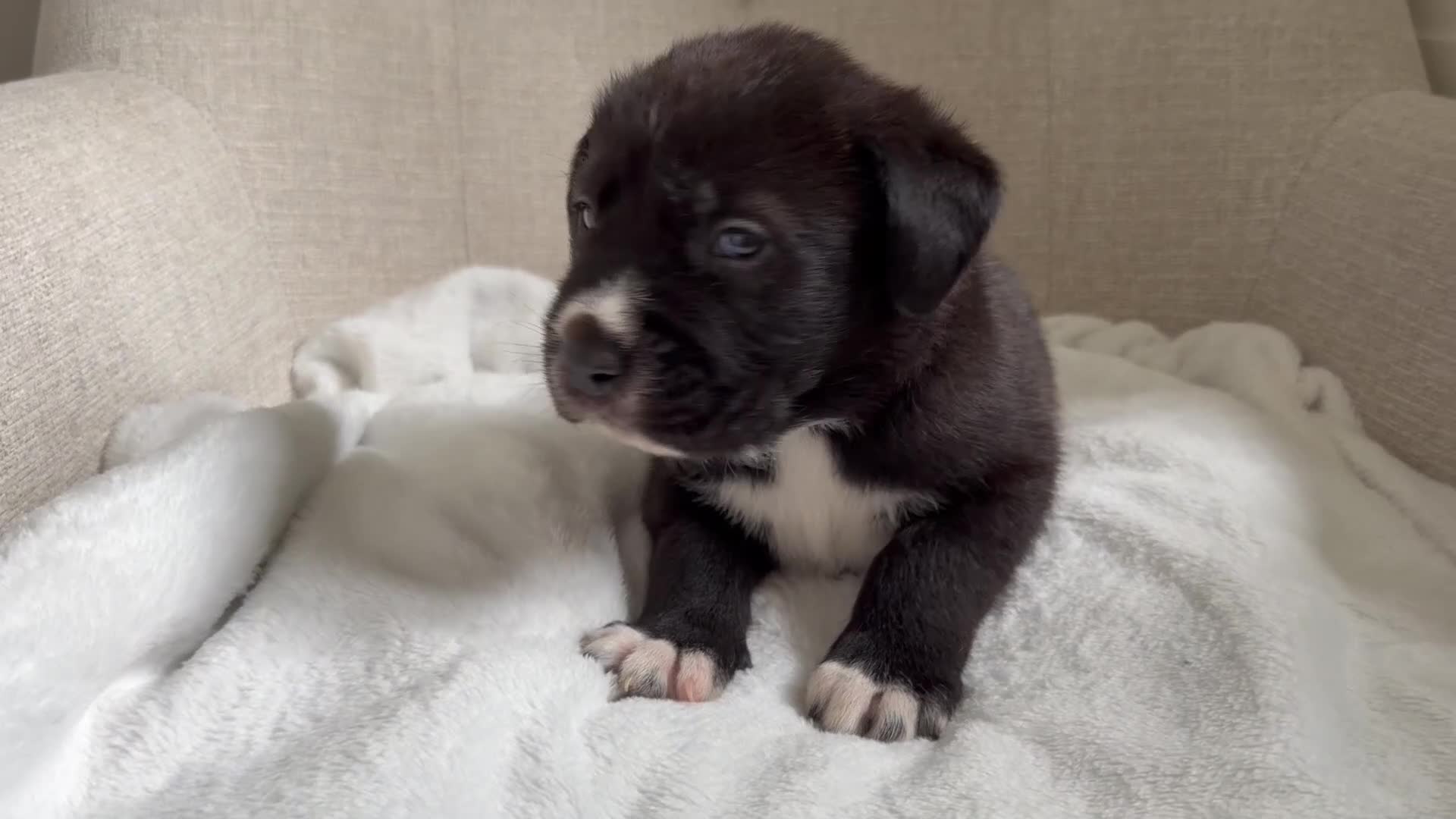 Mixed Breed dogs for sale: EXCLUSIVE LITTER: F1 Old English Bordeaux Puppies! - Video 1