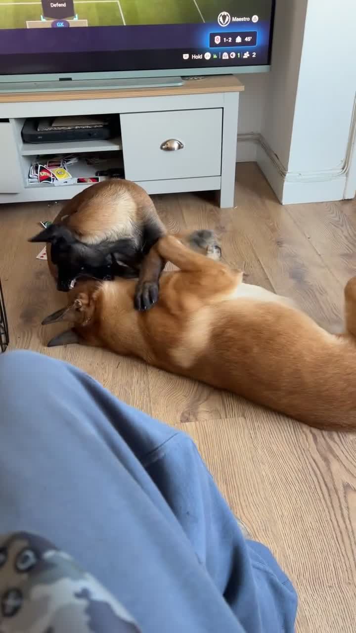 Belgian Shepherd Dog dogs for sale: 4 month Mali - Video 1