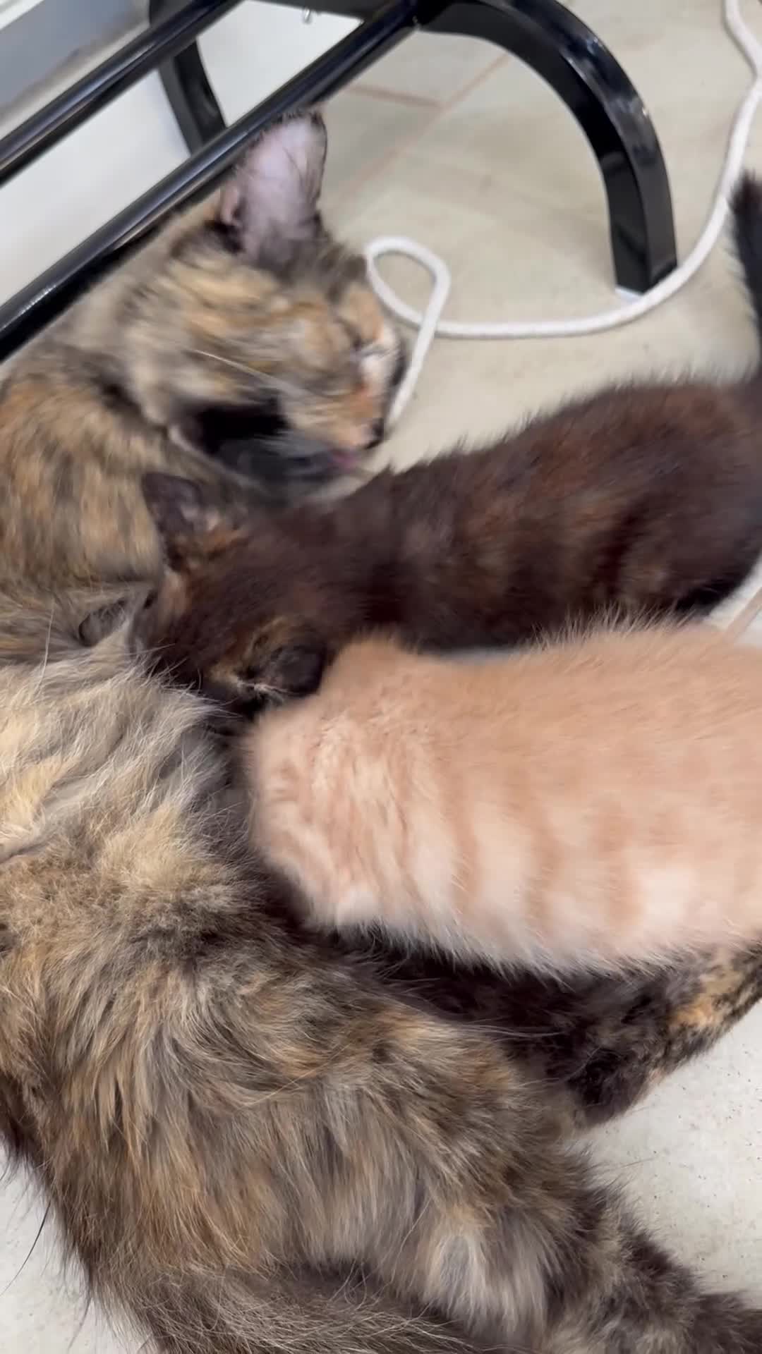 Mixed Breed cats for sale: Two Gorgeous Maine Coon cross Kittens. - Video 1