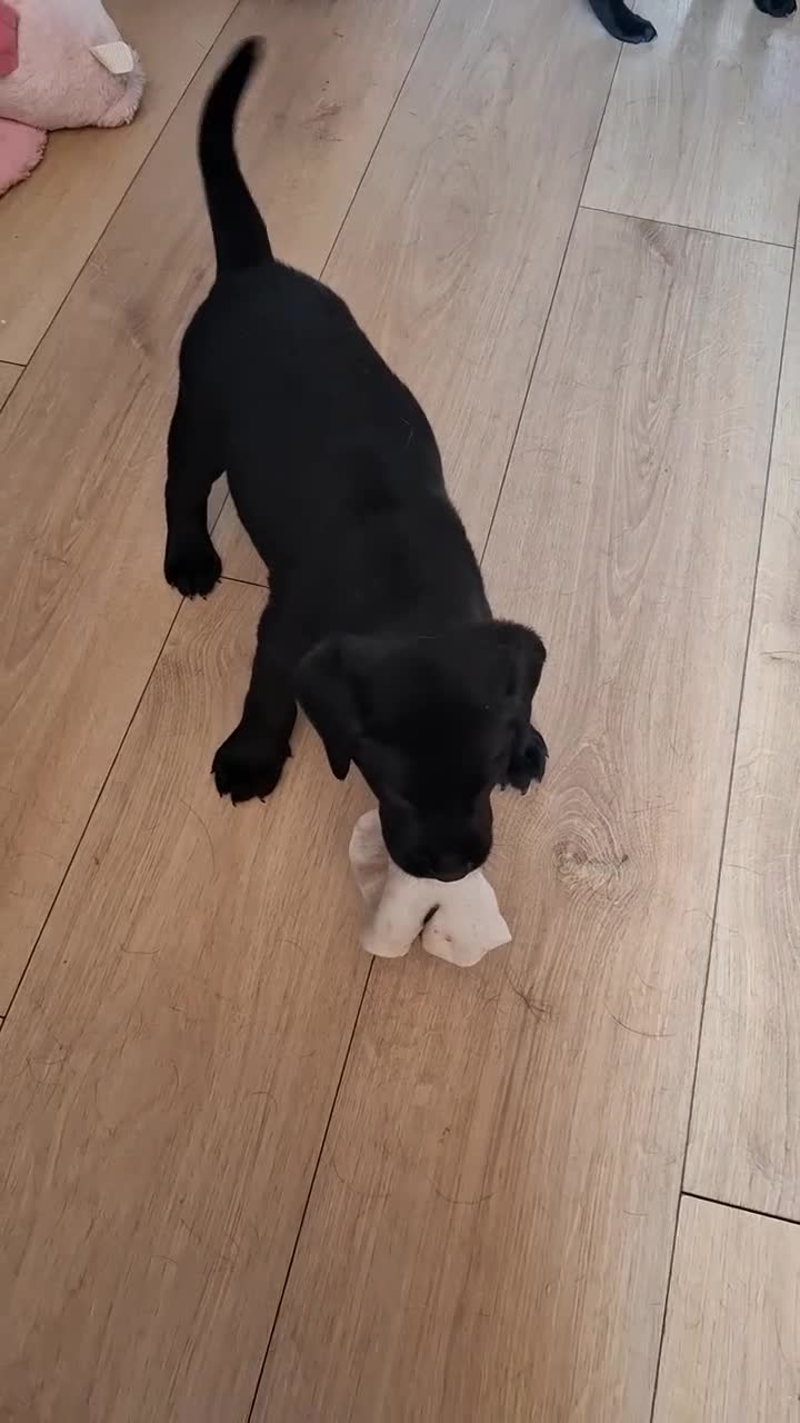 Labrador Retriever dogs for sale: Beautiful Black Labrador Pups - Video 1