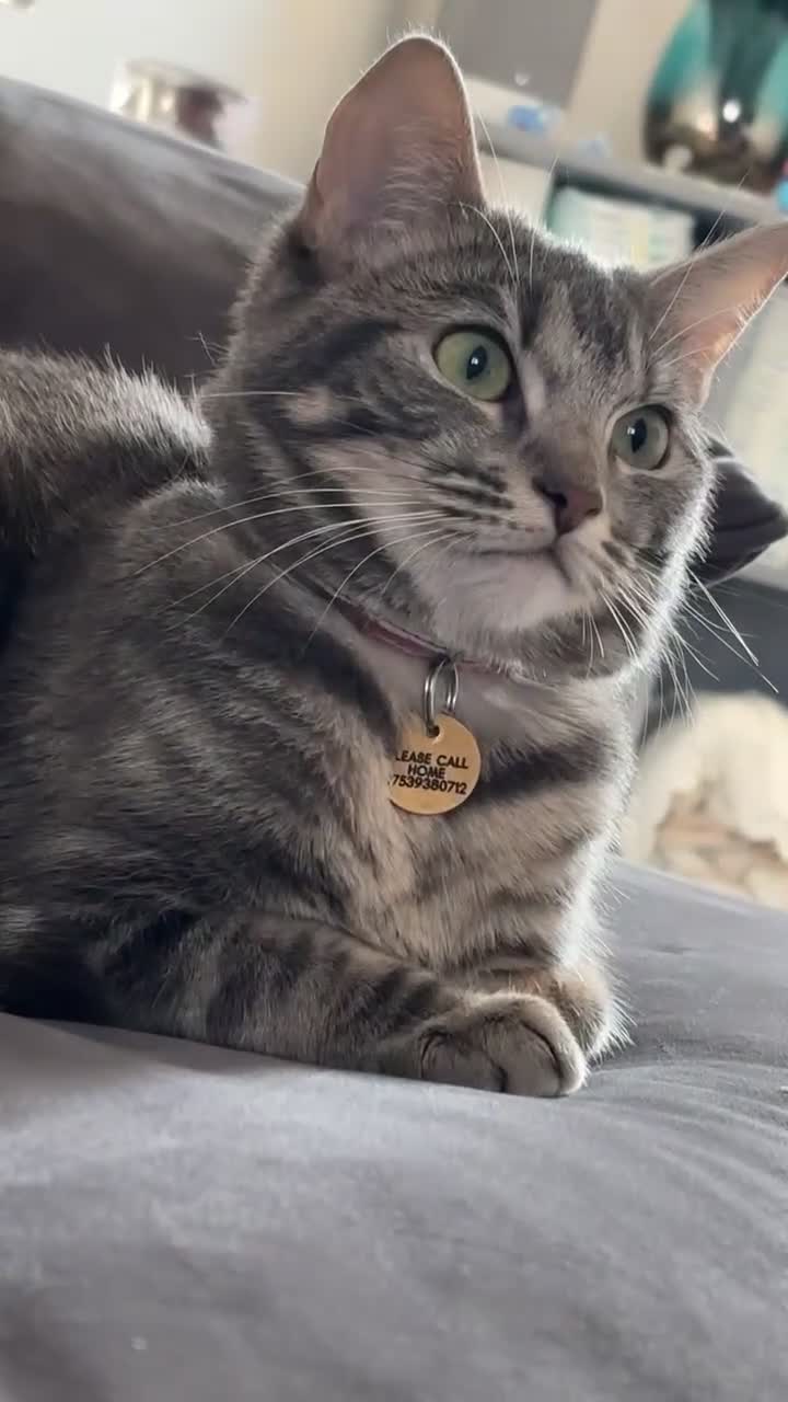 Domestic Shorthair cats for sale: Blue tabby  - Video 1