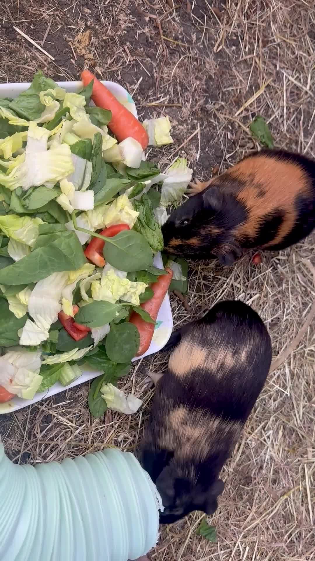 Guinea Pig rodents for sale: Bonded Male Guinea Pigs Hutch/Rain Cover Included in Swindon - Video 1