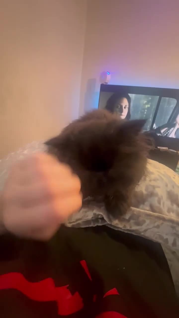 Persian cats for sale: 1 girl left REDUCED GCCF  PERSIANS  - Video 1