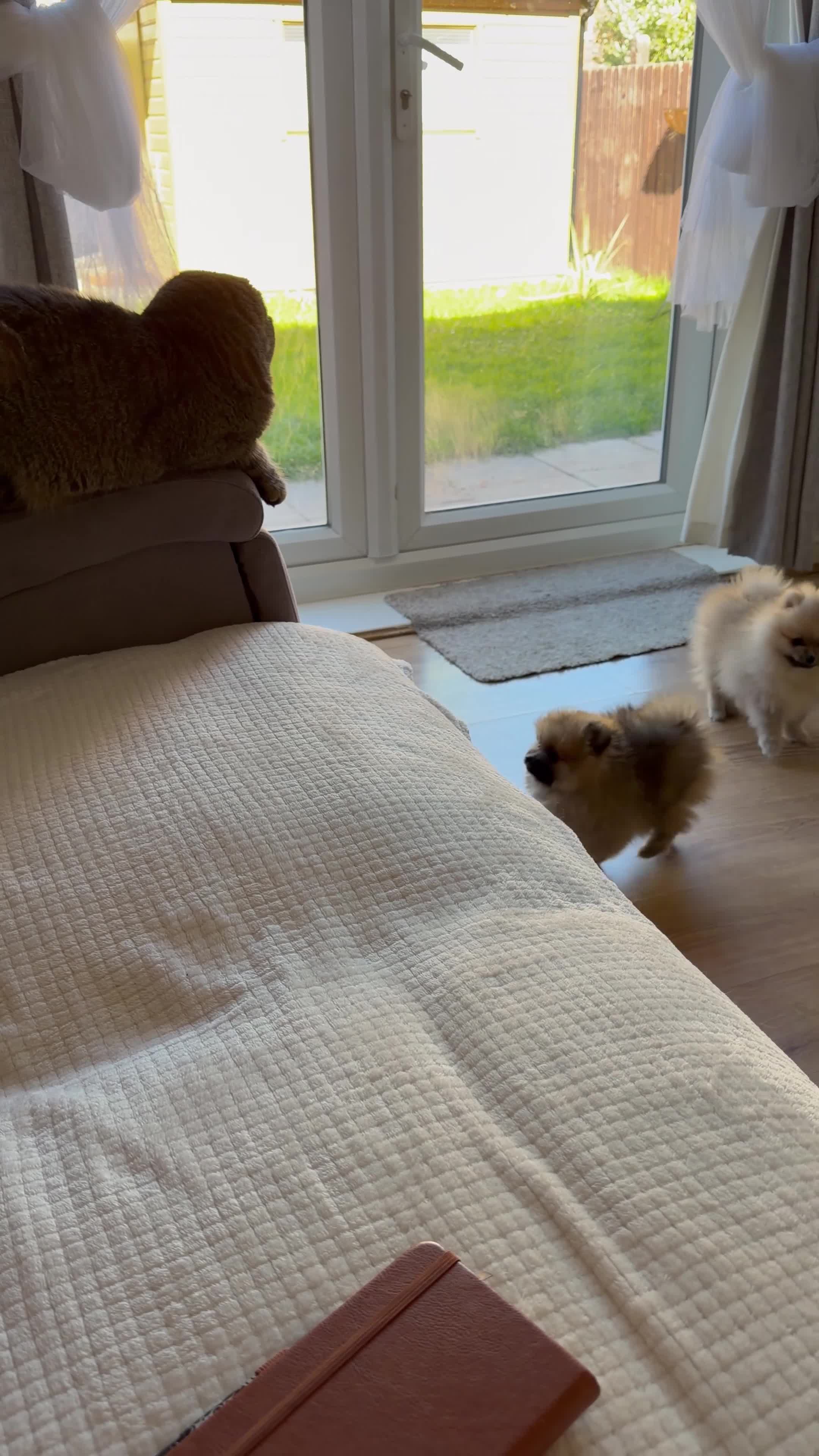 Pomeranian dogs for sale: Tiny Teddy Bear Pomeranian Boys KC Lines - Video 2