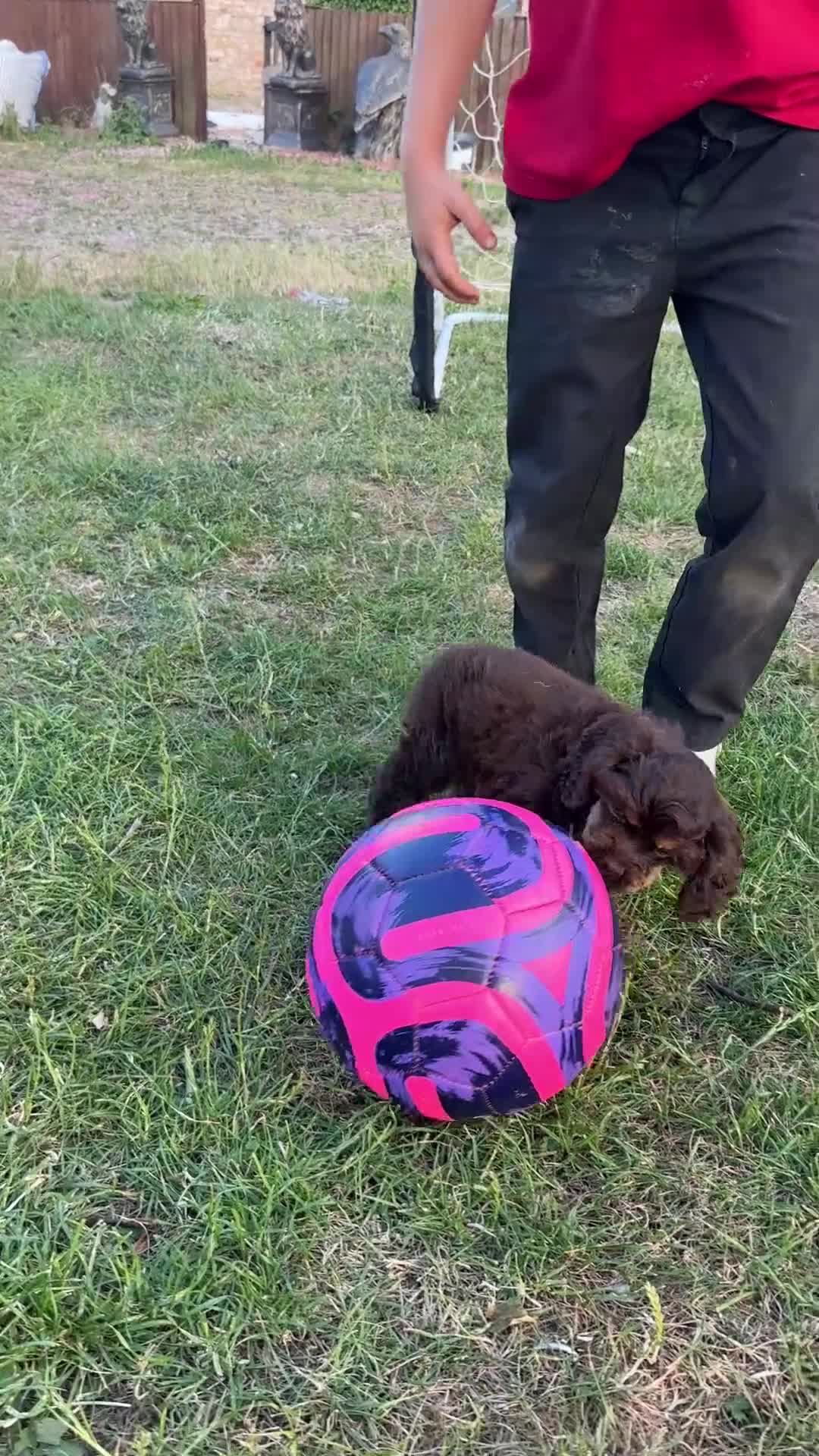 American Cocker Spaniel dogs for sale: American cocker spaniel chocolate girl puppy  - Video 1