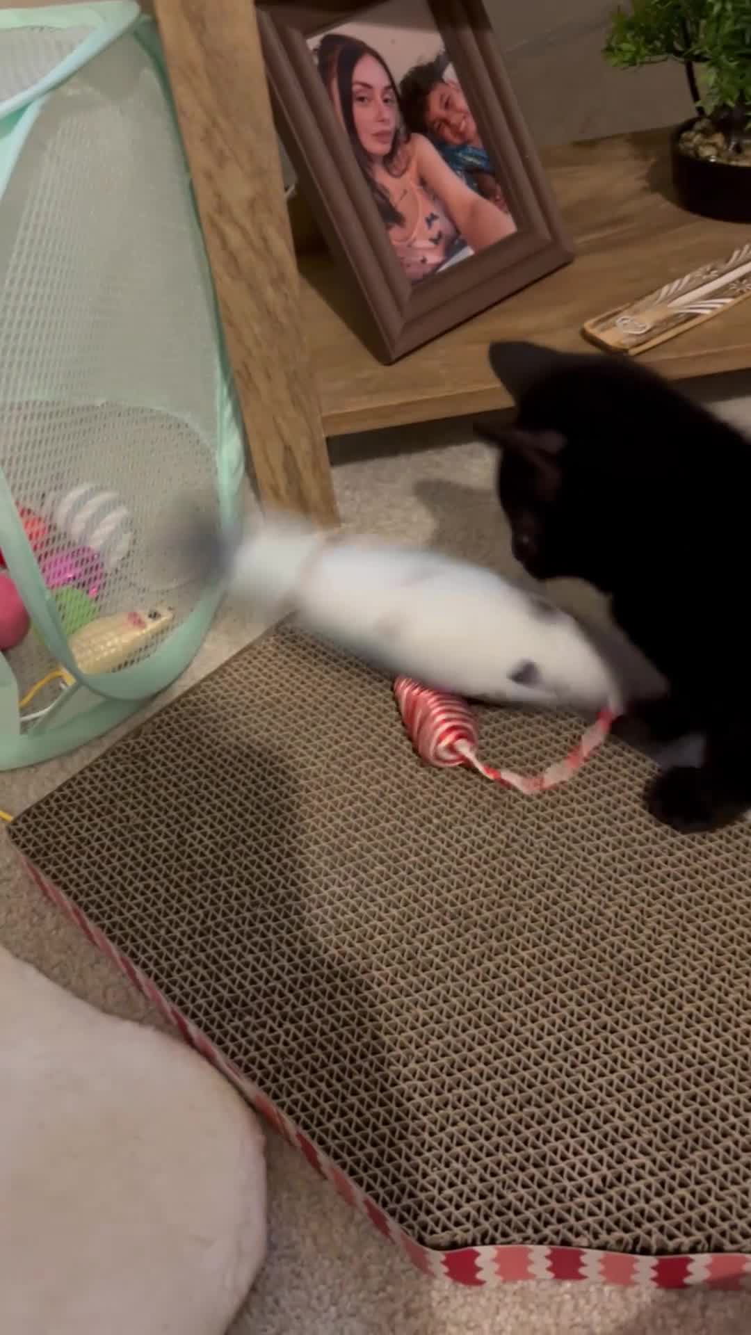 Mixed Breed cats for sale: Black Kitten 9 weeks old - Video 3