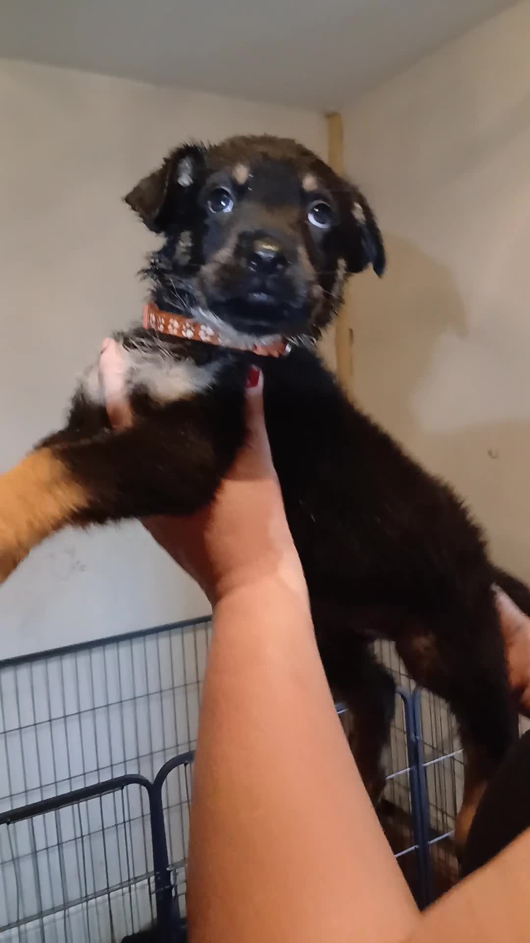 Mixed Breed dogs for sale: Shepweiler puppies  - Video 2