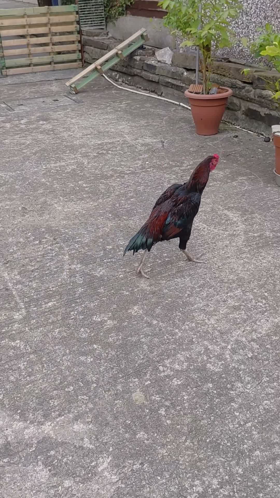 Chickens poultry for sale: Aseel  - Video 1