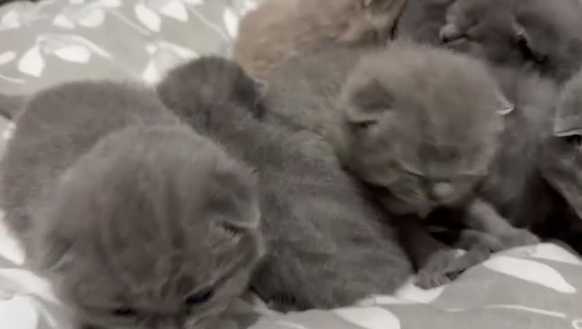 British Shorthair cats for sale:  Adorable British Shorthair Kittens - Video 1