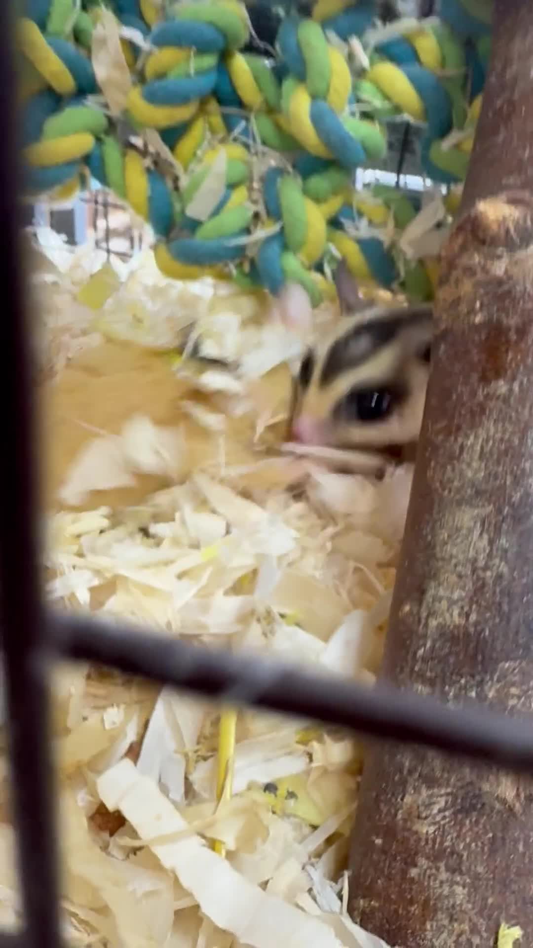 Sugar Glider rodents for sale: Lots of stunning sugar gliders  - Video 1