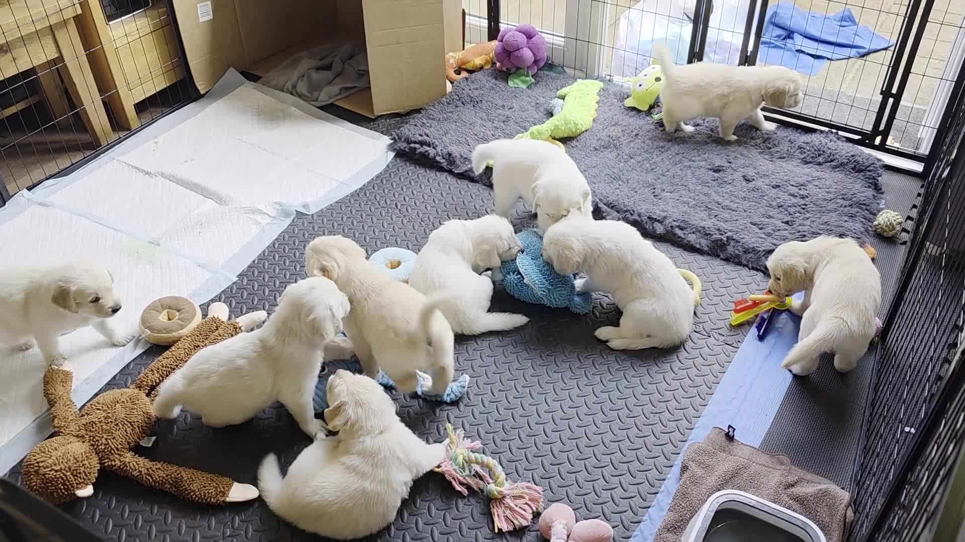 Golden Retriever dogs for sale: 3 Gorgeous KC Registered Golden Retriever  - Video 1
