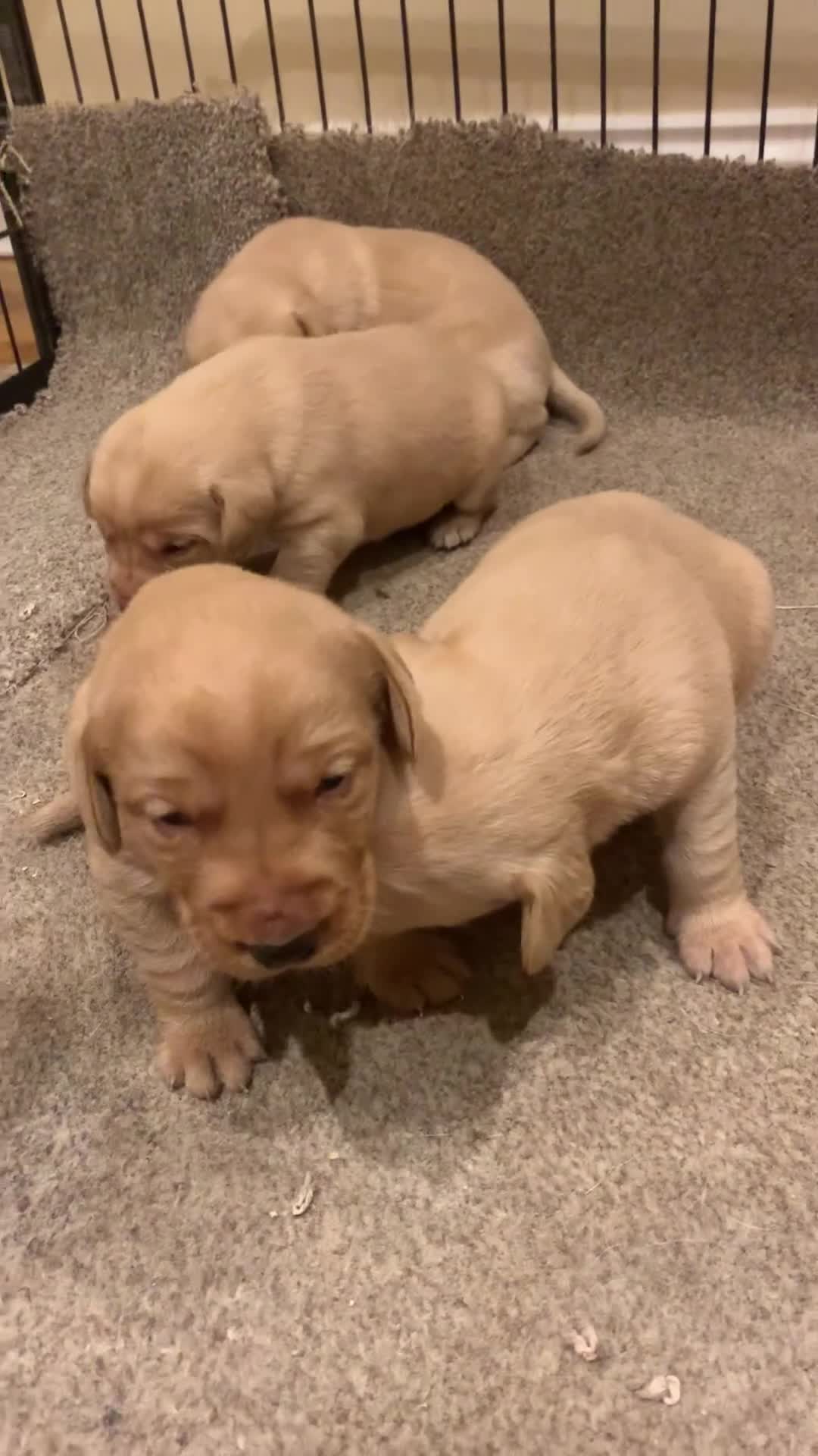 Labrador Retriever dogs for sale: Beautiful Labrador puppies for forever homes  - Video 1