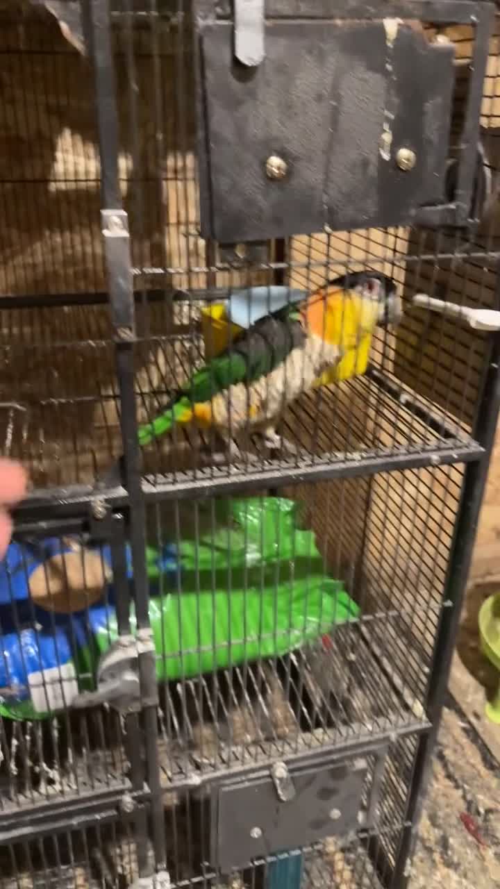 Parrots birds for sale: Head, black, Caiques parrot male & female in Leeds in Leeds - Video 1