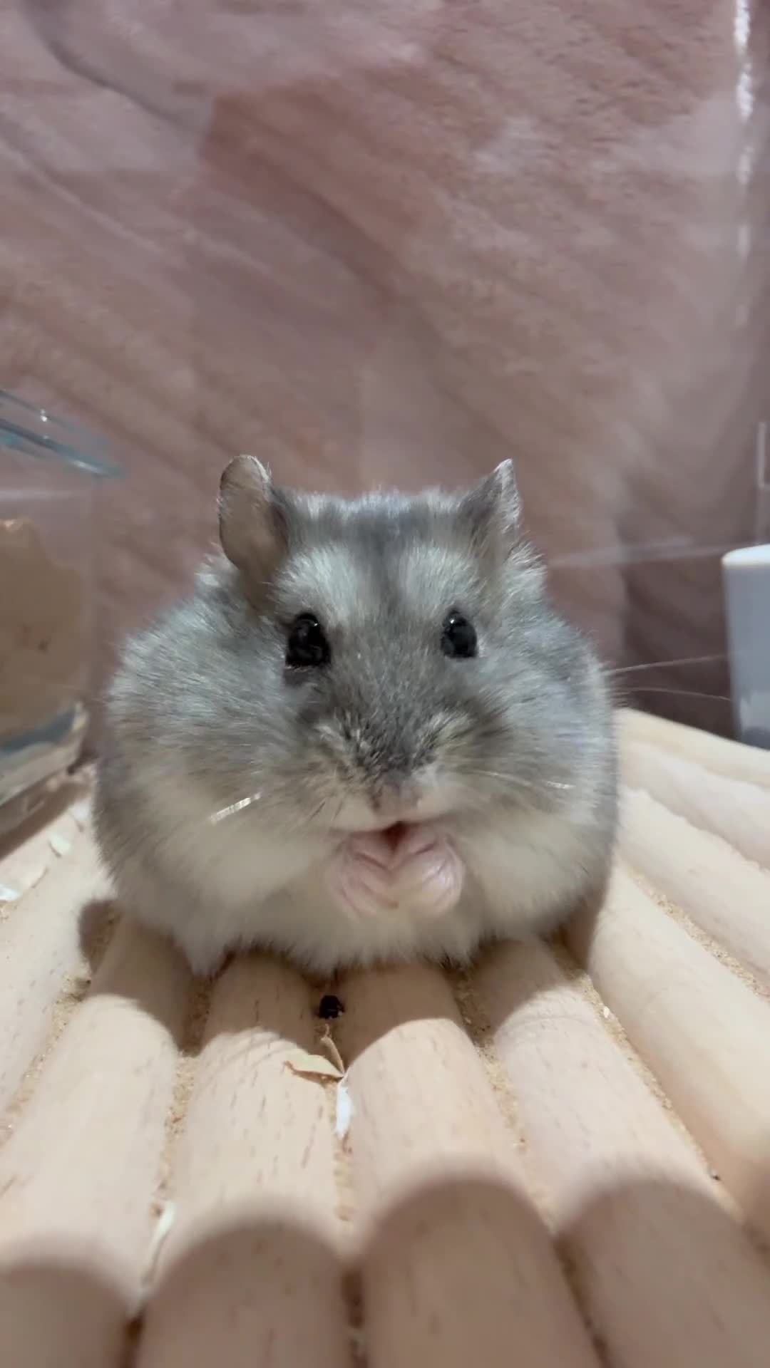 Hamster rodents for sale: Male Hamster with full set up  - Video 3