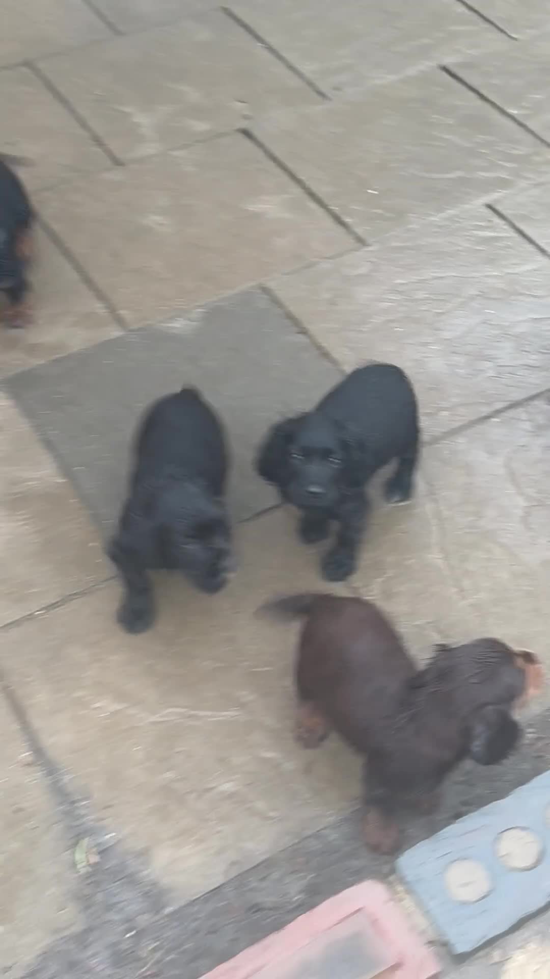 Cocker Spaniel dogs for sale: 6 well bred Cocker Spaniel puppies  - Video 1