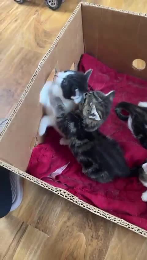 British Shorthair cats for sale: Kittens in Northampton - Video 1