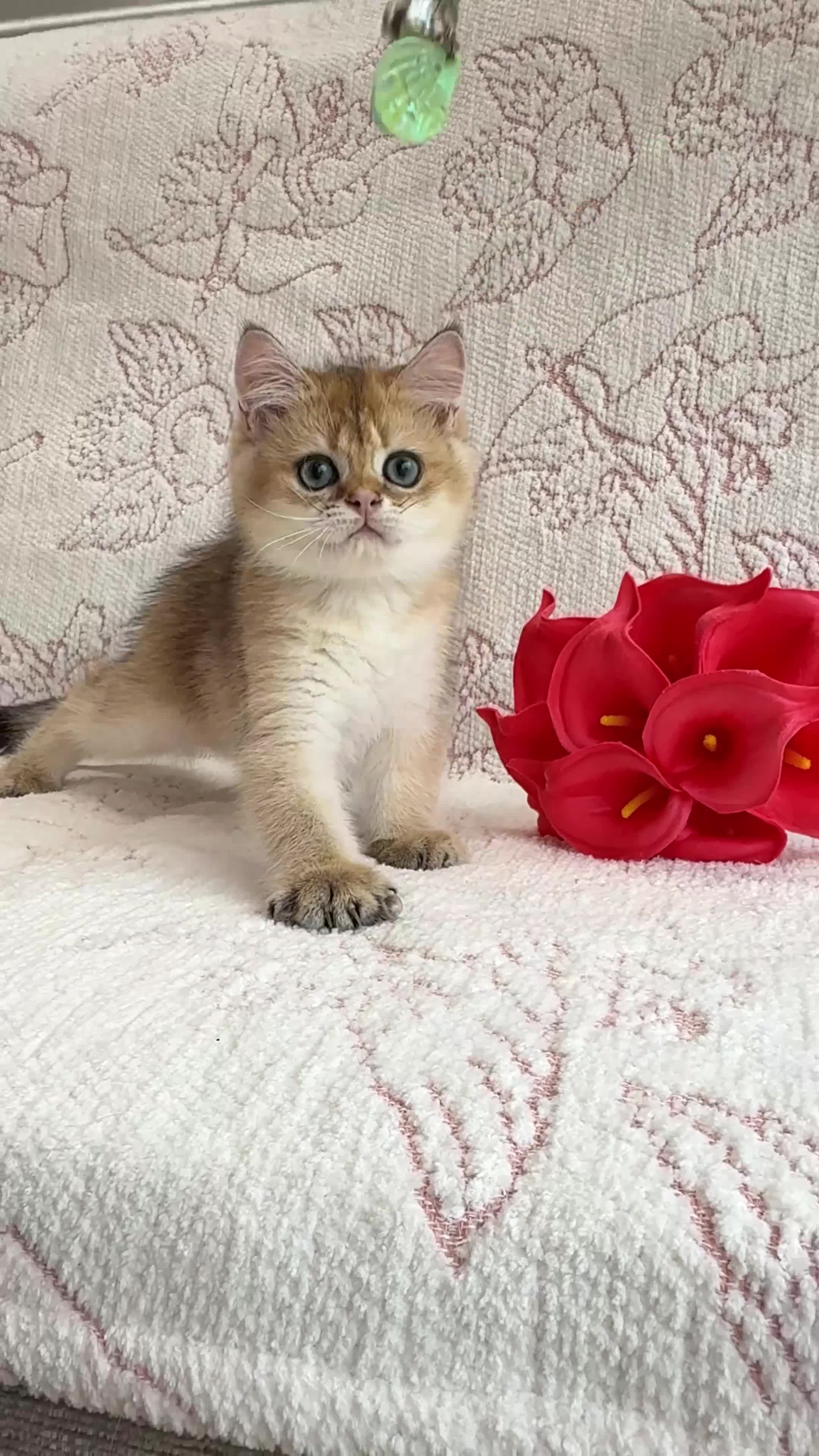 British Shorthair cats for sale: 💙British shorthair ready now🩷 - Video 1