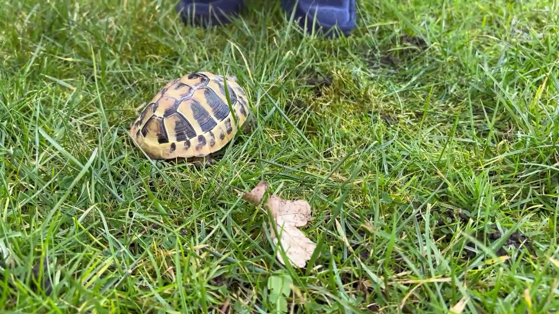 Hermann Tortoise reptiles for sale: Hermann Tortoise - 2.5yrs. COMPLETE SETUP. - Video 2