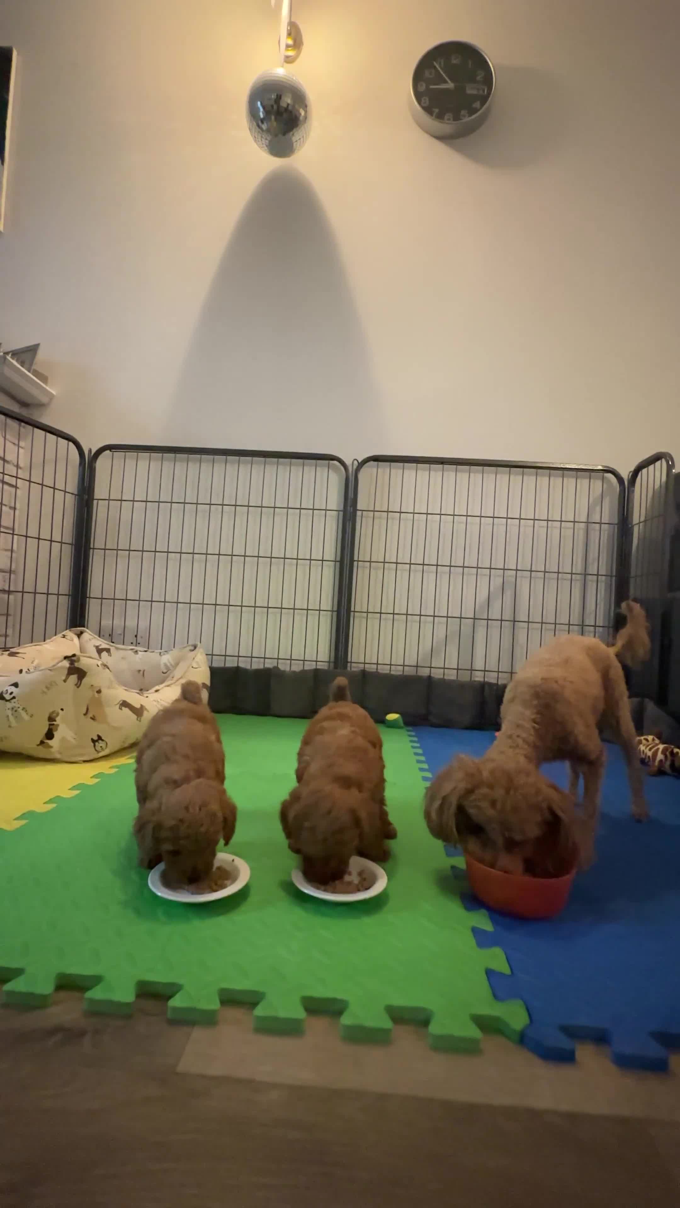 Toy Poodle dogs for sale: Beautiful red Toy Poodle Puppies  - Video 1