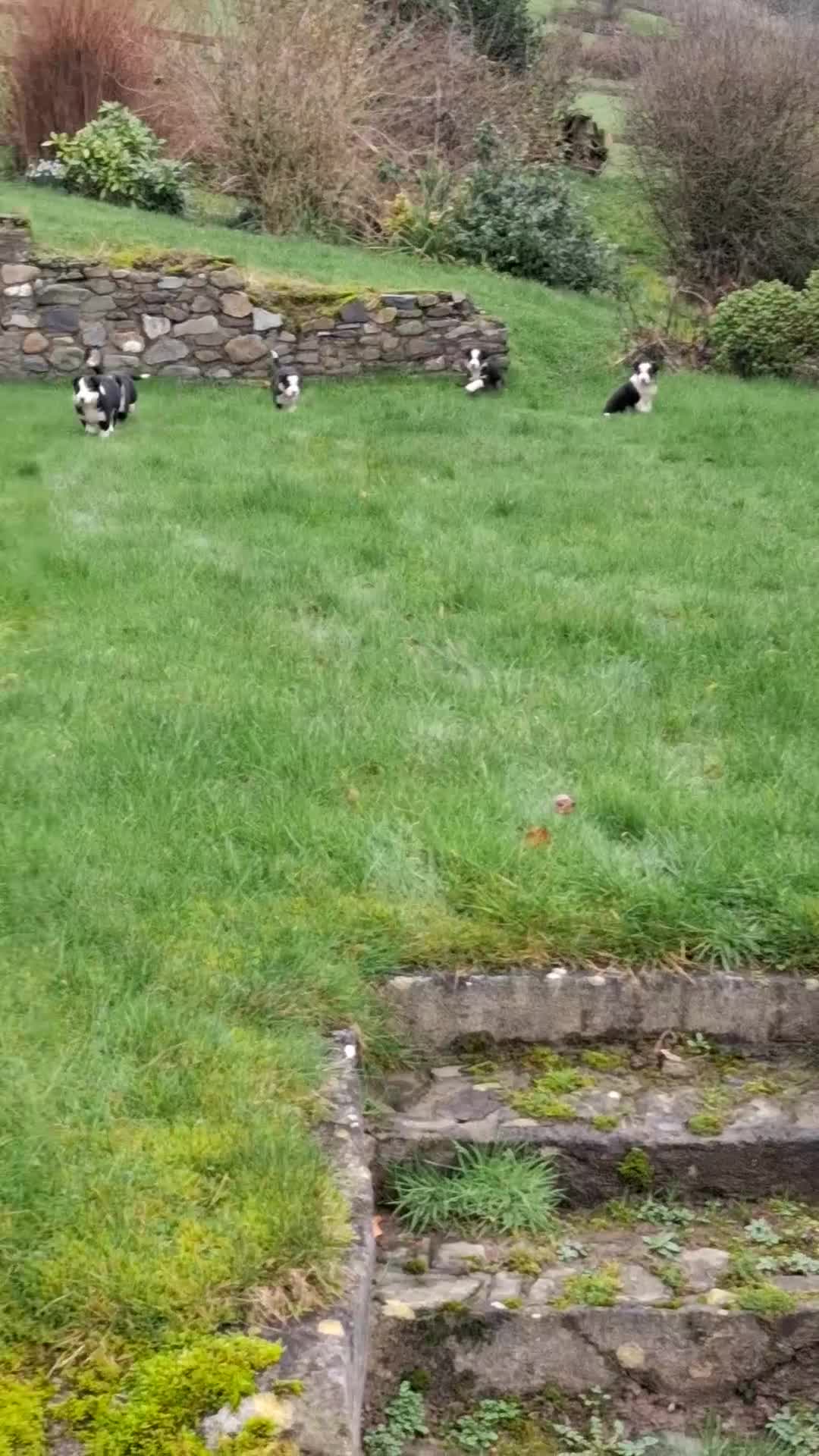 Border Collie dogs for sale: Beautiful Tri Colour Border Collie Puppies 🐶  - Video 3