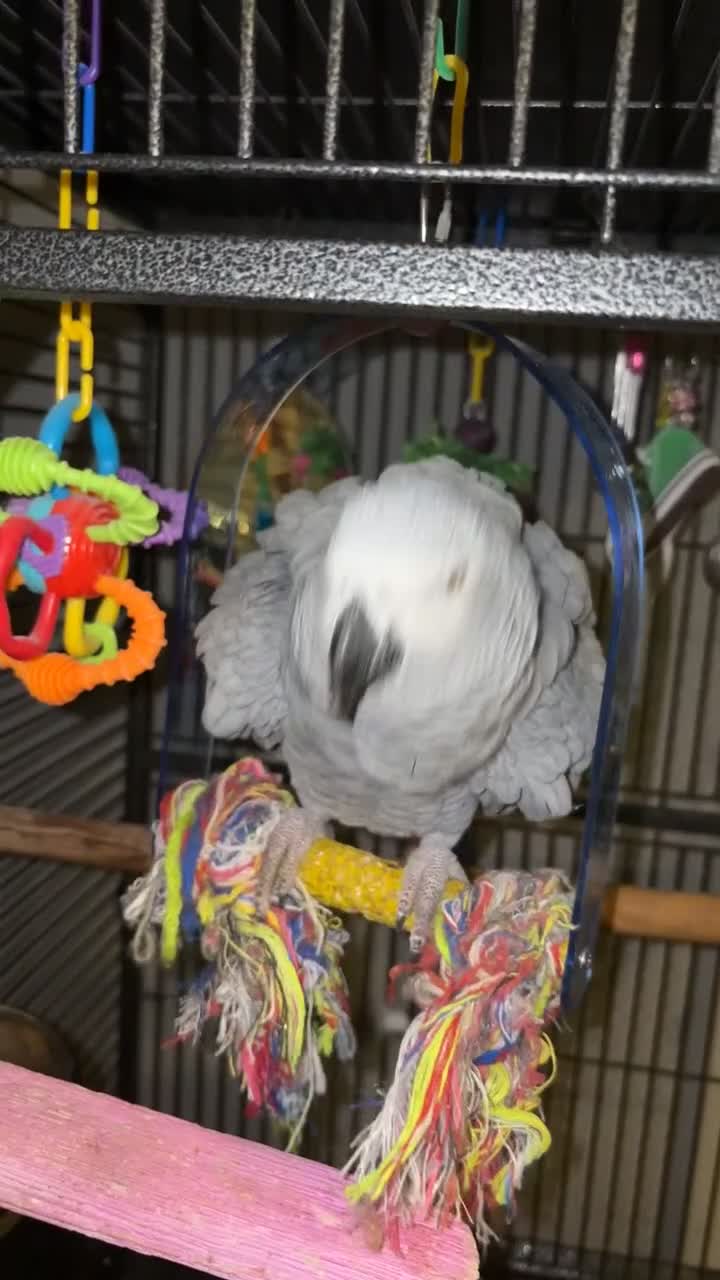 Parrots birds for sale: 3 year old African grey - Video 1
