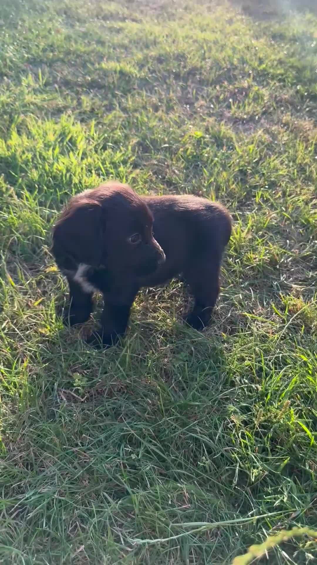 Cocker Spaniel dogs for sale: Working cocker spaniel puppies - Video 2