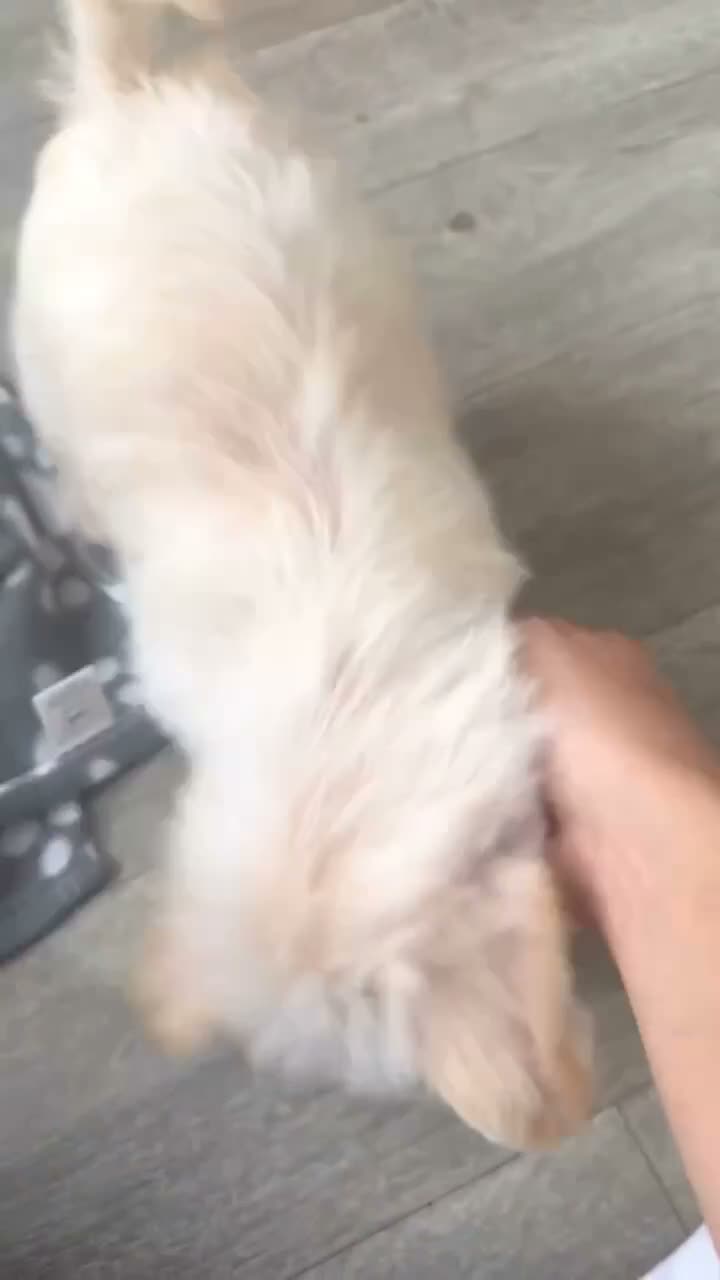 Westiepoo dogs for sale:  Gorgeous 10-Week-Old Westiepoo Boy  - Video 5
