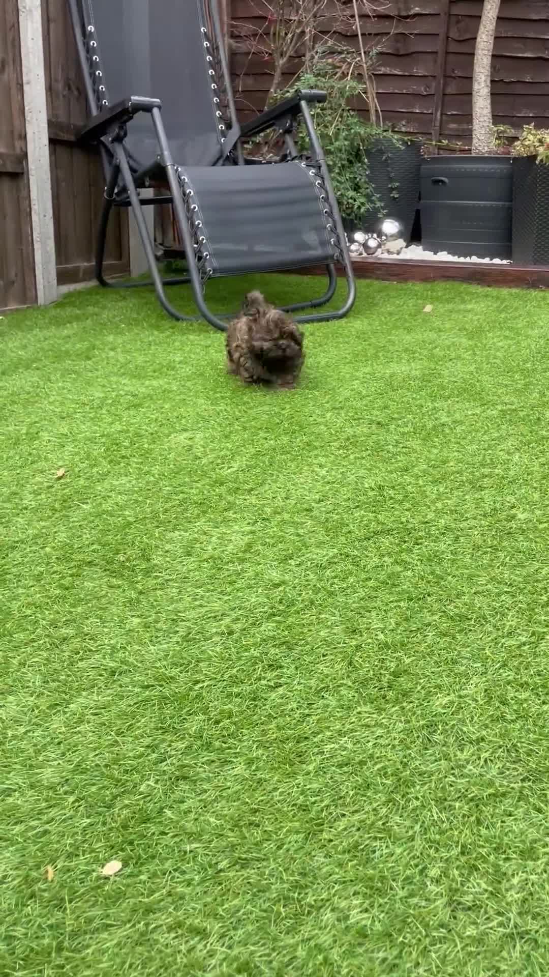 Shih Tzu dogs for sale: Shih Tzu boy - Video 2