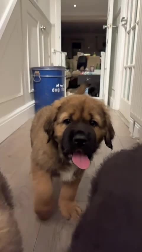 Mixed Breed dogs for sale: Very Rare Tibetan Saint Puppies 2nd Gen - Video 2