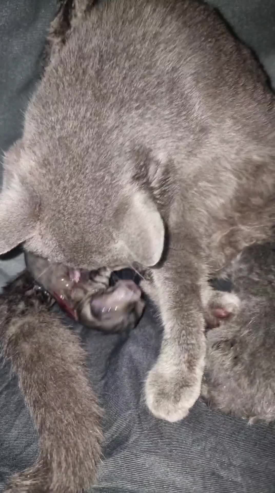 British Shorthair cats for sale: Spookie - Video 1