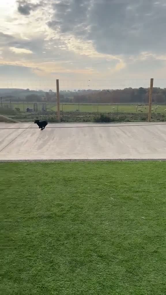 Springador dogs for sale: Springador puppy  in Dunfermline - Video 1