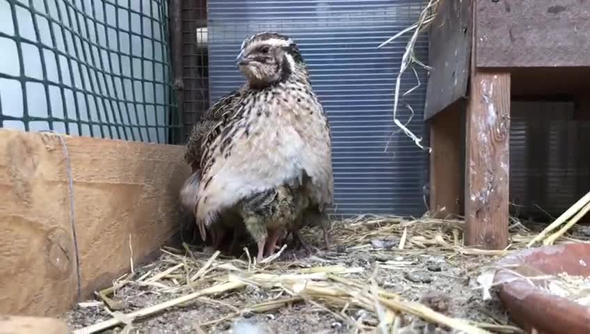 Quail poultry for sale: Quail in Norwich - Video 1