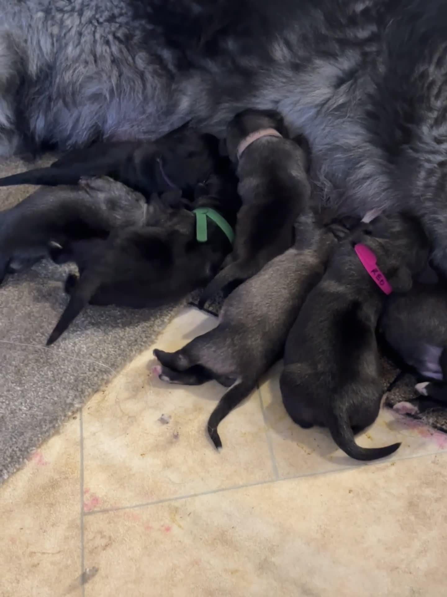 Caucasian Shepherd Dog dogs for sale: Caucasian shepherd pups. Final litter - Video 1