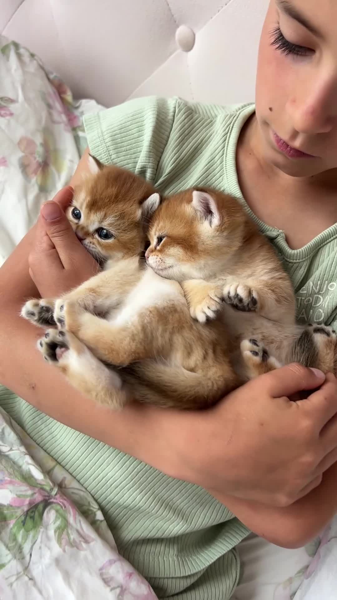 British Shorthair cats for sale: Ready now gorgeus Golden British SH male kitten - Video 2