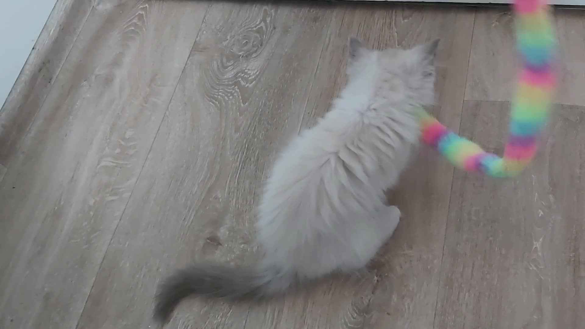 Ragdoll cats for sale: RAGDOLLS GIRL SEAL POINT BICOLOUR BLUE EYES  - Video 2
