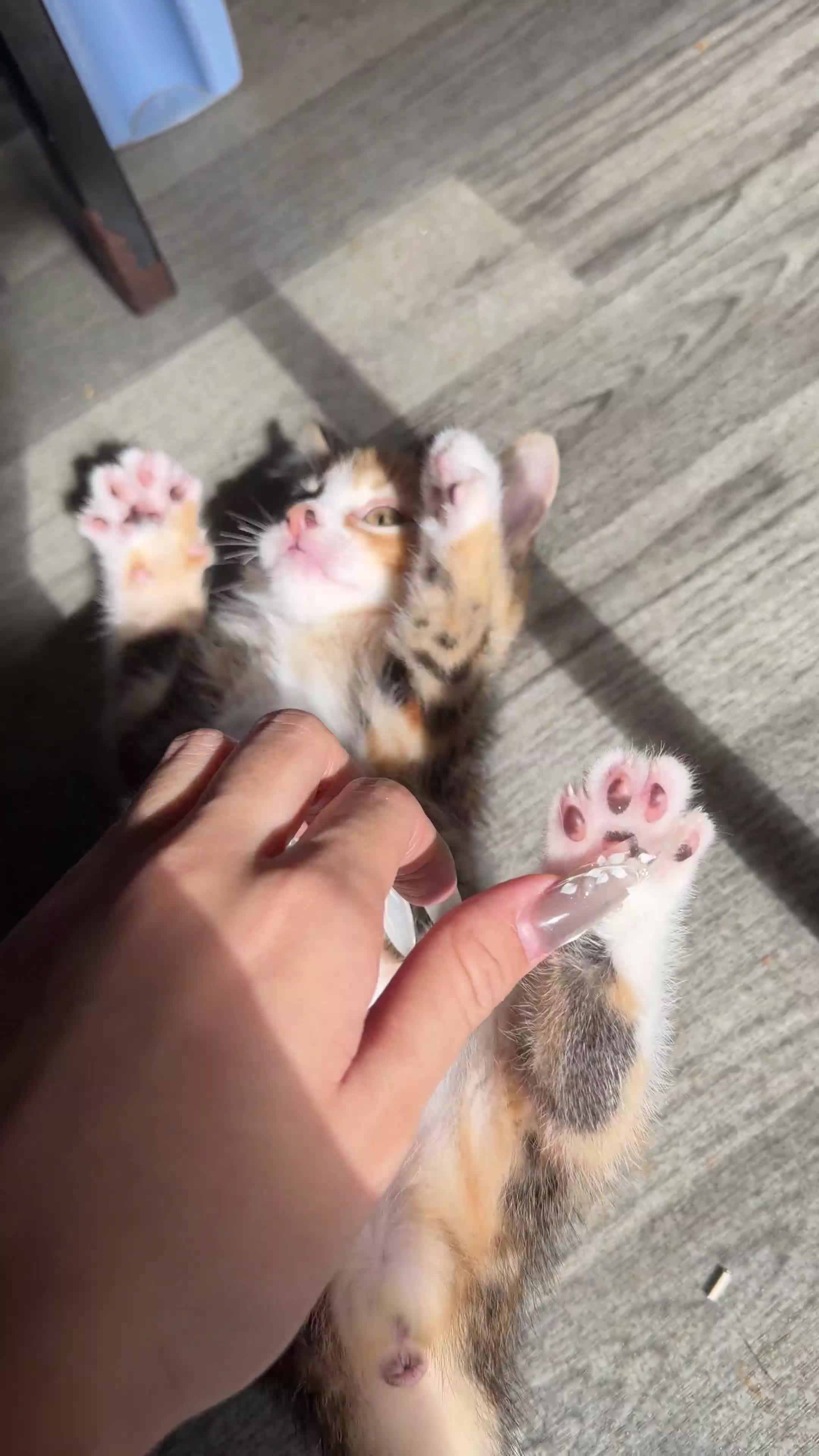Mixed Breed cats for sale: Adorable Kittens Looking for Their Forever Homes - Video 2