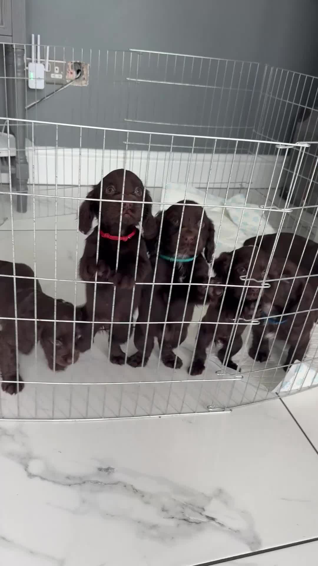 Cocker Spaniel dogs for sale: Working Cocker spaniel puppies  - Video 1