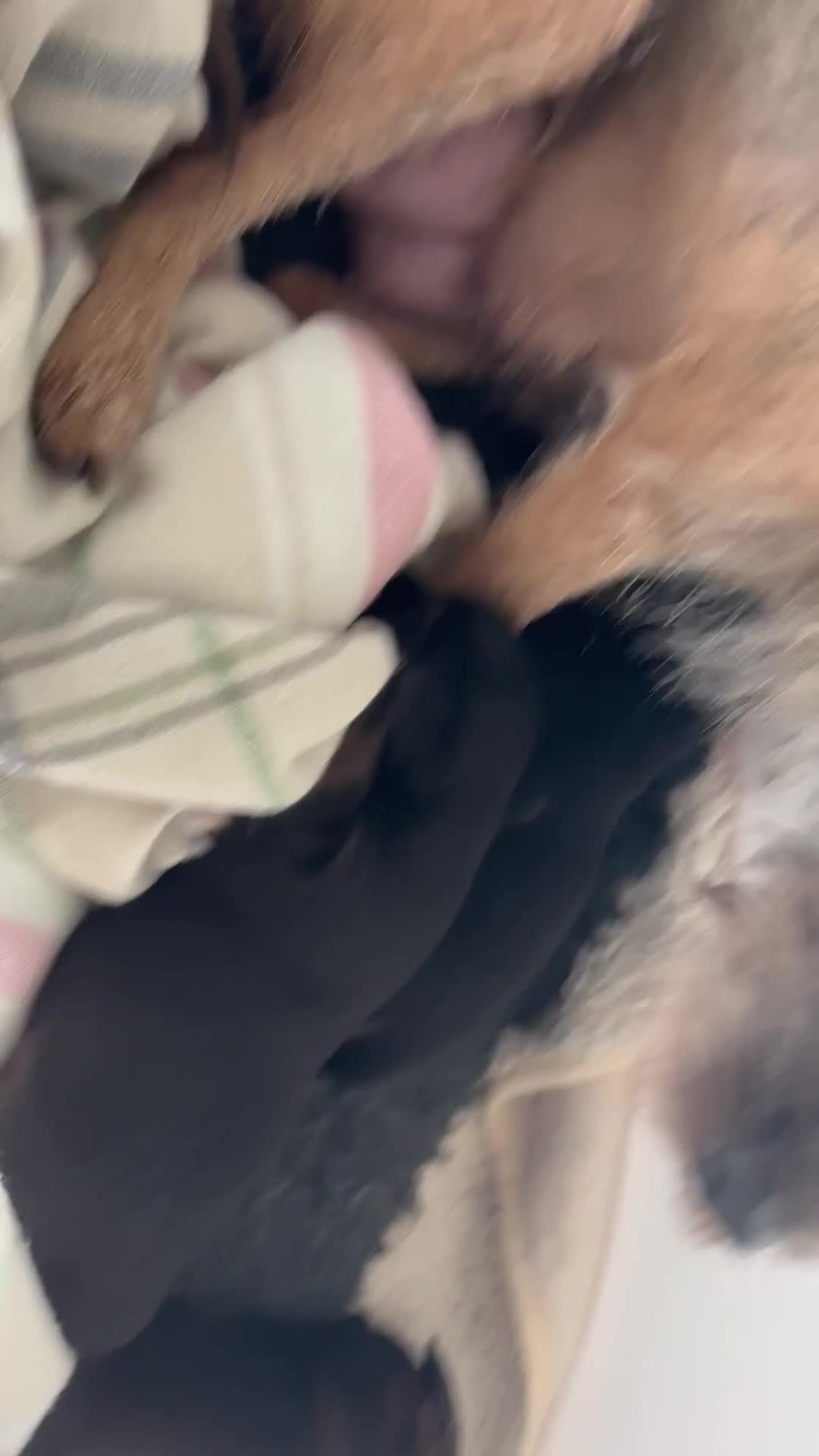 Border Terrier dogs for sale: 3 Beautiful KC registered border terriers - Video 1