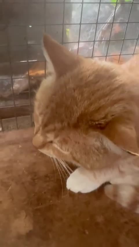 Mixed Breed cats for adoption: Ginge - Video 1