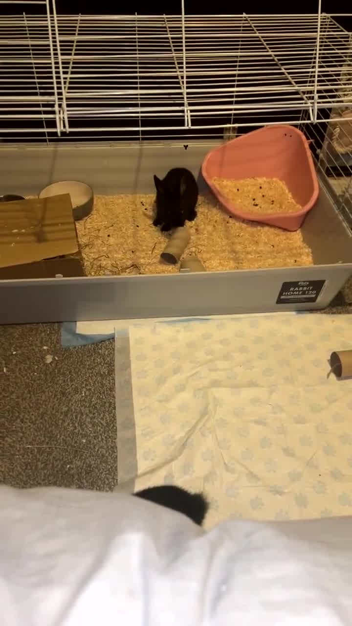 Mixed Breed rabbits for sale: Black Female Rabbit - Video 3