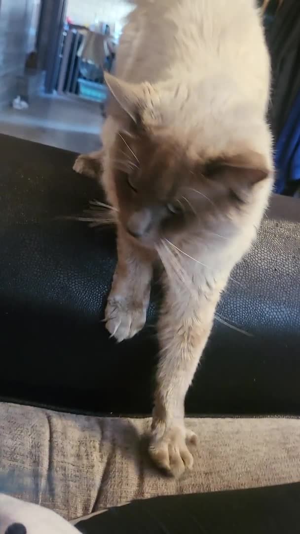 Ragdoll cats for stud: BEAUTIFUL BLUE POINT LARGE STUD RAGDOLL in Preston - Video 3