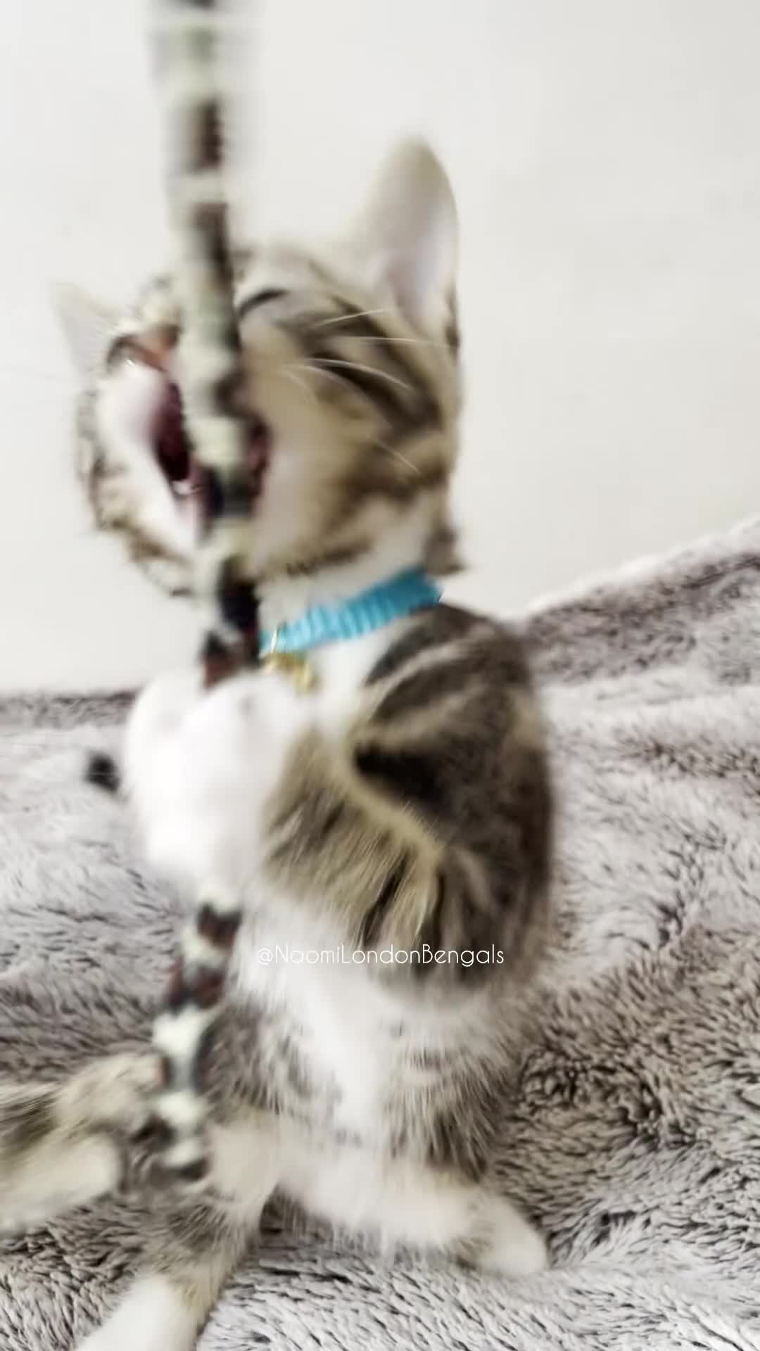 Bengal cats for sale: 💙🩵 BENGAL TWIN KITTENS 🩵💙 - Video 5