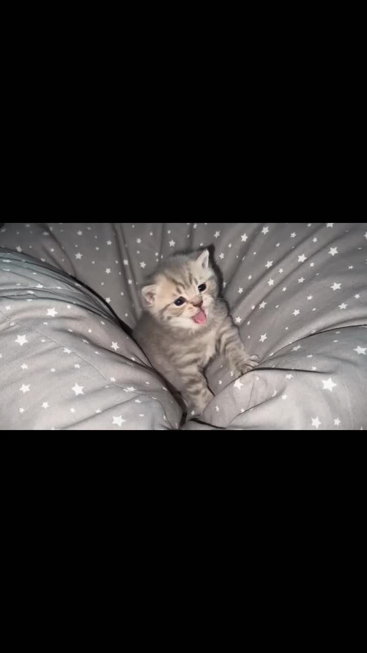 British Shorthair cats for sale: BSH KITTENS  - Video 2